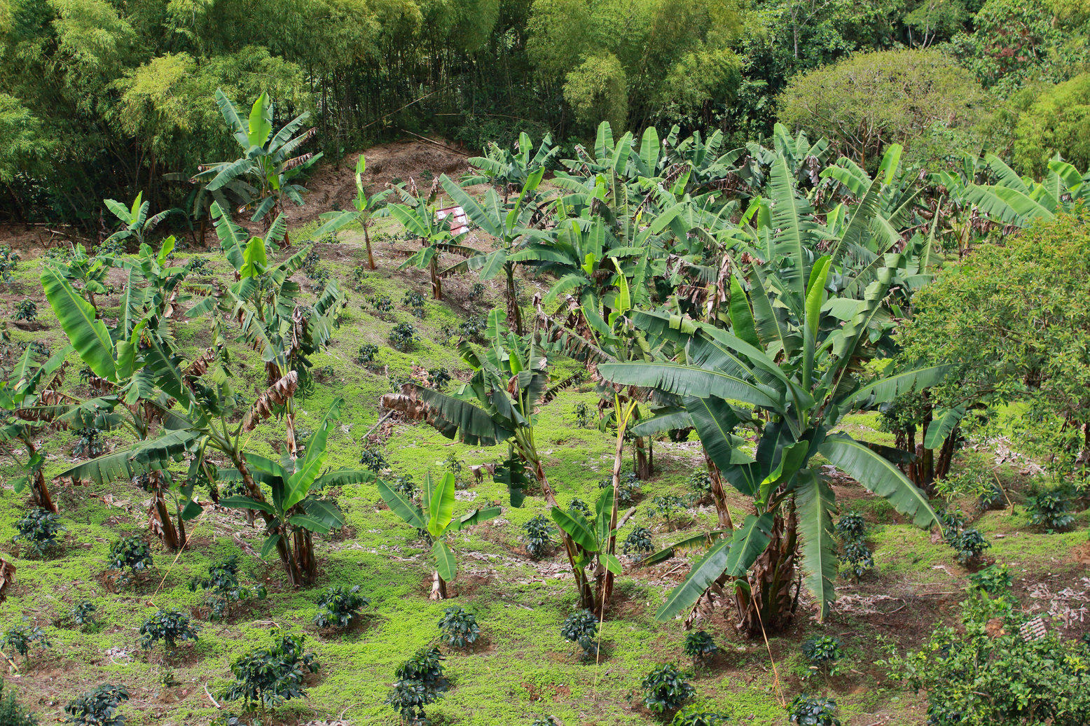 plantation of coffee and plantain
